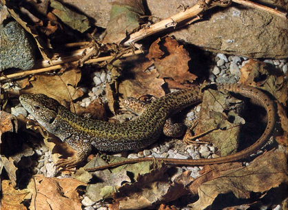 Balkan green lizard